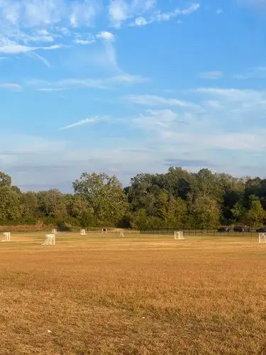Golden fields stretch to meet a boundless blue sky.